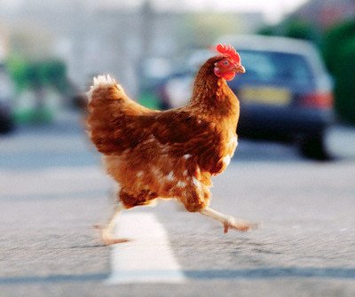 La scène : un poulet est au bord d'une route ; Il la traverse... Pourquoi le poulet a-t-il traversé la route ? Chicken_crossing_road